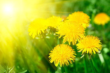 Image showing dandelion flower