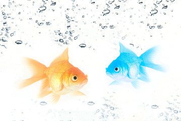 Image showing gold  and blue fishes