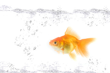 Image showing gold fish