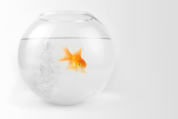 Image showing Goldfish in the bowl