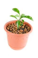 Image showing Plant at flowerpot