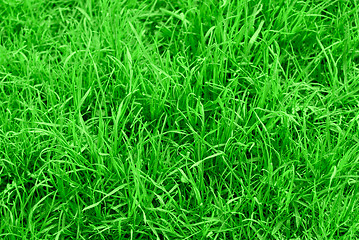 Image showing succulent green grass background