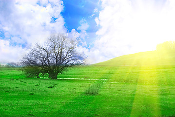 Image showing grass and tree on sunrise