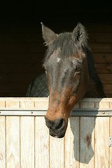 Image showing Horse inside barn