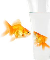 Image showing Two gold fish 