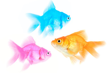 Image showing Three different color fishes