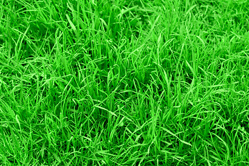 Image showing succulent green grass background