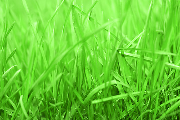 Image showing Rich Grass 