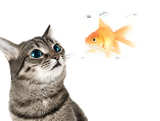 Image showing Cat and fish