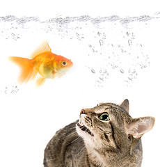 Image showing angry cat and gold fish 