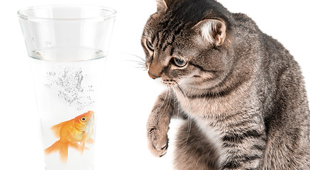 Image showing Playing cat and gold fish