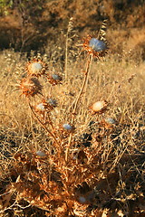 Image showing Dry Seed Pods