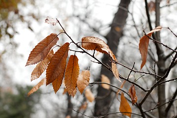 Image showing Autumn