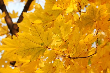 Image showing Leaves