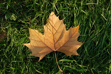 Image showing Leaf