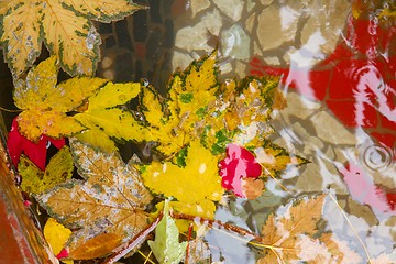 Image showing Leaves