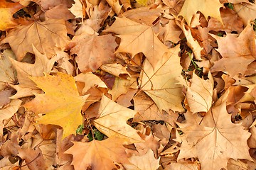 Image showing Leaves