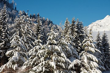 Image showing Winter forest