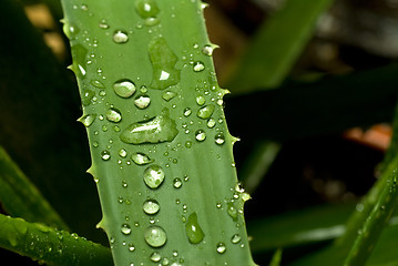 Image showing aloe vera 