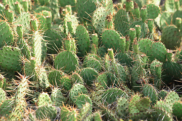 Image showing cactus texture