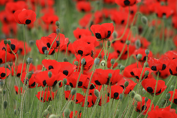 Image showing poppy flowers