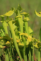 Image showing carnivorous plant
