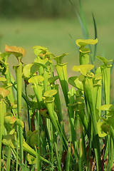 Image showing carnivorous plant