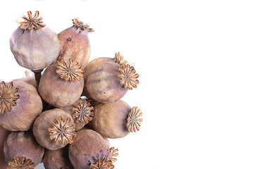 Image showing poppy heads