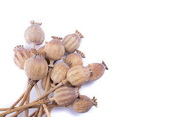 Image showing poppy heads