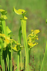 Image showing carnivorous plant