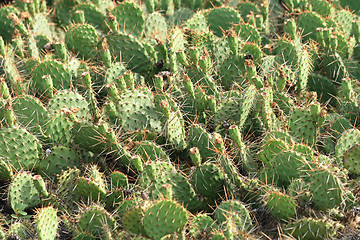 Image showing cactus texture