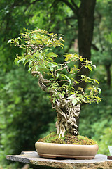 Image showing bonsai