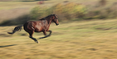 Image showing Horse running