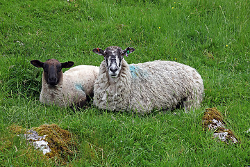 Image showing Lamb with its mother.