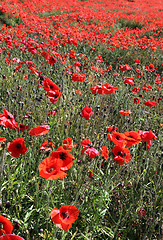 Image showing Red Poppies.