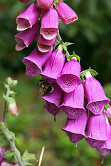 Image showing Foxgloves.