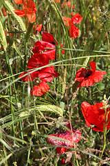 Image showing Red Poppies.