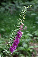 Image showing Foxgloves.