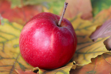 Image showing Red apple on autumn leaves