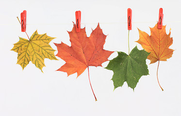 Image showing Autumn leaves on a linen cord