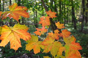 Image showing Maple autumn leaves in wood