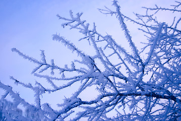 Image showing Winter branches of a tree in hoarfrost