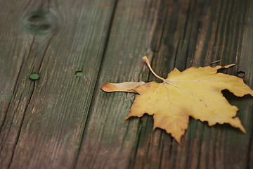 Image showing Maple autumn sheet on old boards