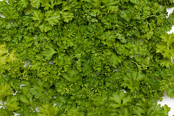 Image showing Background parsley