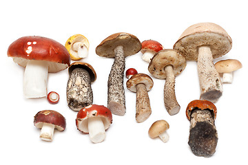 Image showing Different mushrooms