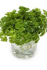 Image showing Green parsley