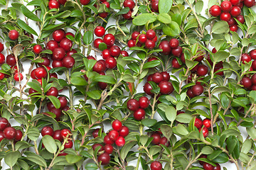 Image showing Cowberry by background