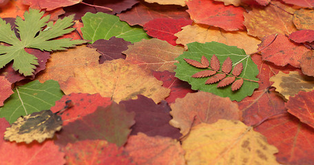 Image showing Autumn sheet background