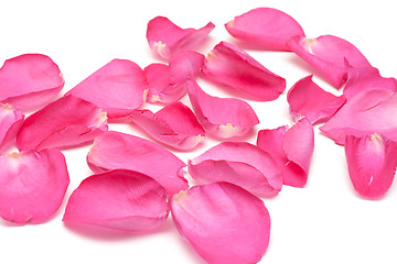 Image showing Petal of the roses