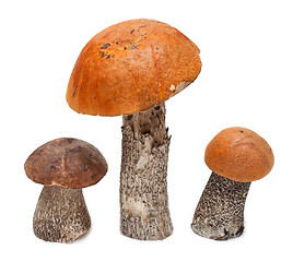 Image showing Three mushrooms
